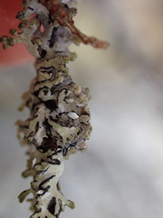 Hypogymnia hultenii