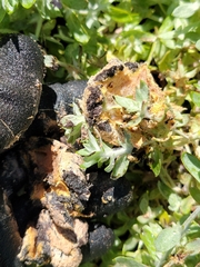 Didymium mucilago