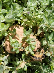 Didymium mucilago