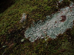 Icmadophila ericetorum