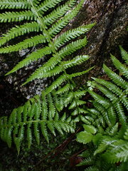 Oreopteris quelpartensis