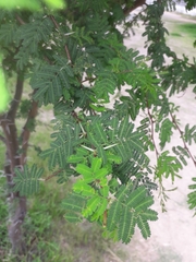 Vachellia farnesiana
