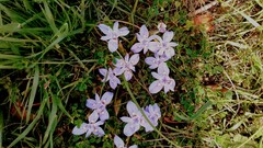 Moraea australis