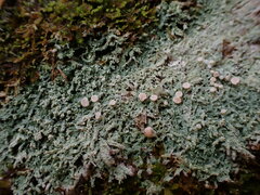 Icmadophila ericetorum