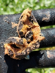Didymium mucilago