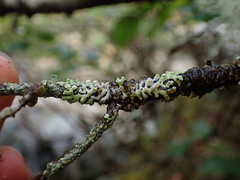 Menegazzia subsimilis