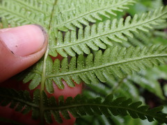 Oreopteris quelpartensis