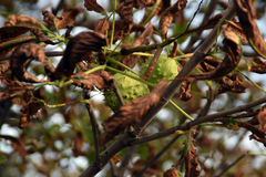 Aesculus hippocastanum