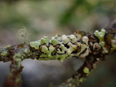 Menegazzia subsimilis