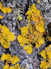 Xanthomendoza fallax