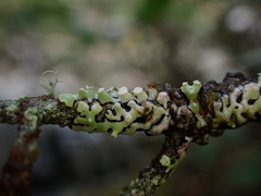 Menegazzia subsimilis