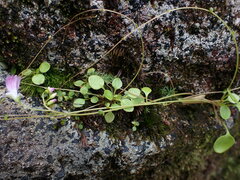 Montia parvifolia