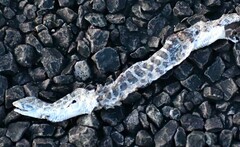 Arizona elegans elegans