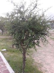 Vachellia farnesiana