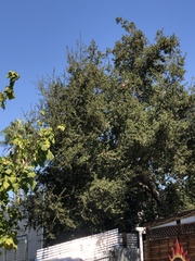 Quercus agrifolia