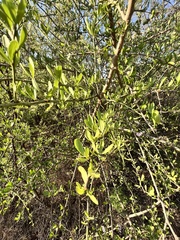 Ehretia rigida