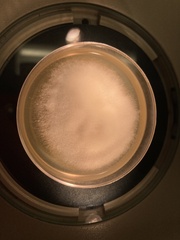 Penicillium camemberti