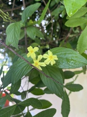 Pseudomussaenda flava