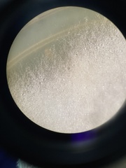 Penicillium camemberti