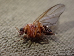Simuliidae
