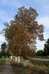 Aesculus hippocastanum