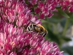 Eristalis jugorum