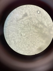 Penicillium camemberti