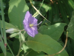 Solanum houstonii