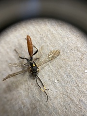 Cratichneumon