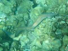 Gymnothorax meleagris