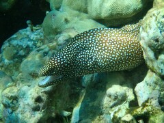 Gymnothorax meleagris