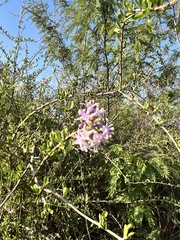 Ehretia rigida