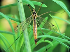 Nephrotoma cornicina
