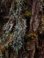 Hypogymnia duplicata