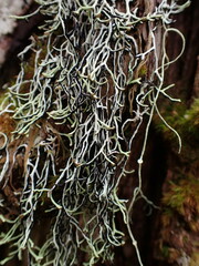 Hypogymnia duplicata