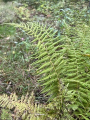 Dennstaedtia punctilobula