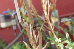 Eurydema