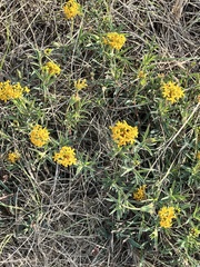 Lasiosiphon capitatus