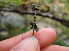 Erioderma sorediatum