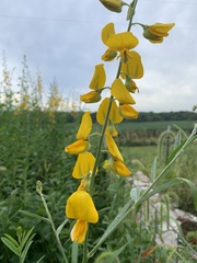 Crotalaria juncea