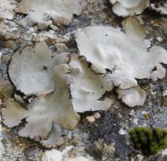 Umbilicaria hirsuta