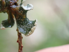 Erioderma sorediatum