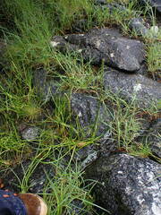 Triglochin maritima