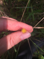 Lactuca canadensis