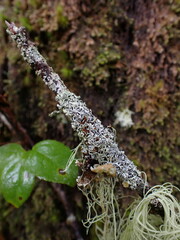 Hypogymnia lophyrea