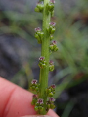 Triglochin maritima