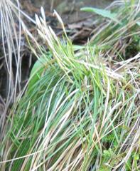 Carex caryophyllea