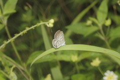Leptotes cassius cassidula