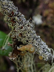 Hypogymnia lophyrea