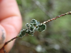 Erioderma sorediatum